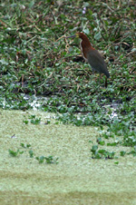 Rufescent Tiger-heron